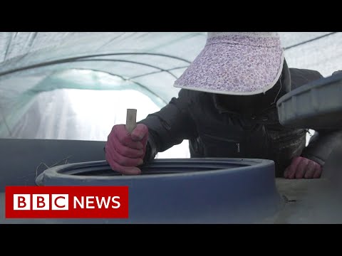 韓國的 "隱性 "農民工 - BBC News (South Korea's 'hidden' migrant workers - BBC News)
