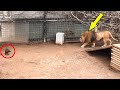 LAS AMISTADES MÁS INUSUALES ENTRE ANIMALES