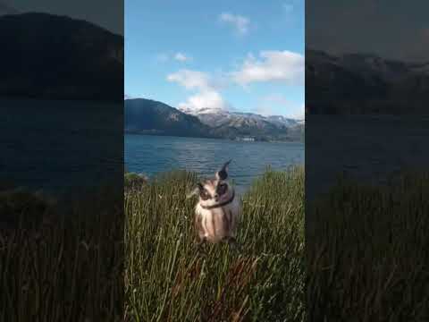 Lechuza_viajera_villatraful_Neuquen #artetextil #needlefelting #nature #villatraful #neuquen #viajes