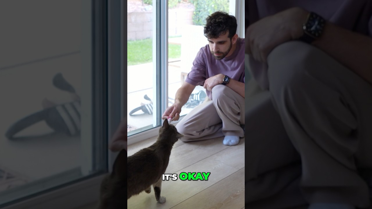 The Stray CATS of My NEIGHBORHOOD. I’m finally telling the story... Part 1… what do i do?