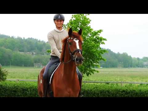 4yo mare by Livaldon (Vivaldi).