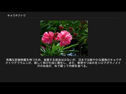 神話か現実か: キョウチクトウは他の植物に有毒?私たちは本物と偽物を区別します！  庭園