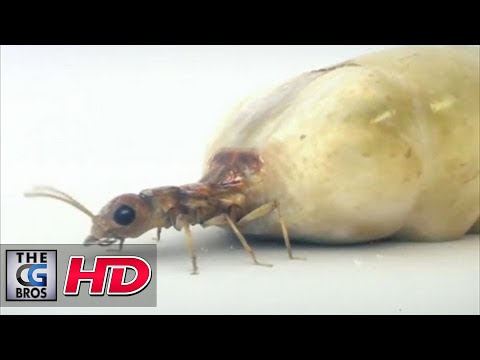 CGI 3D Animated Spot : "Termites"  by - Dvein / Blacklist | TheCGBros