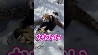 人生で一番かわいい（？） #shorts