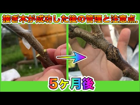 なぜ果樹を接ぎ木するのか 2022