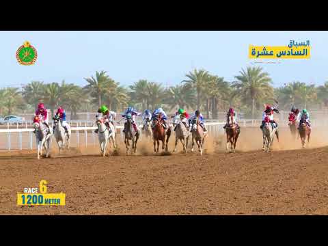 الشوط السادس- السباق السادس عشر- الرحبة 08/03/2019 Race 6-16th meeting