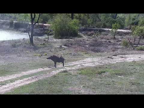 Djuma: Lone Warthog walks out from among the Impalas - 08:14 - 10/30/21