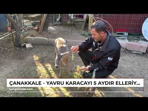 Dayanamadım - Yavuz Say