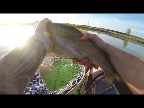 How To Fish For Rainbow Trout In A Pond! / Catching BIG Rainbow Fish! Kayak Fishing!