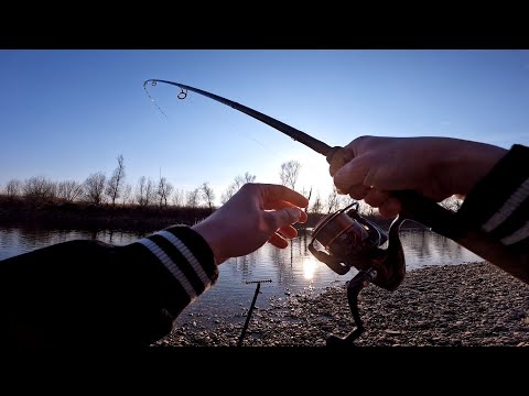 Ribolov Mrene na Salamu i Kastere - SAVA FEEDER ZAGREB