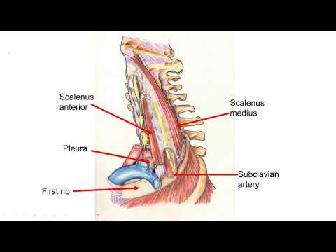 Overview of Upper Limb Blocks