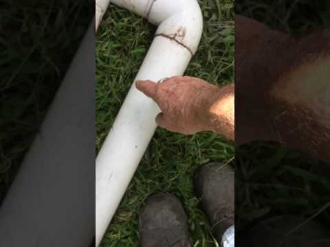 giardia tratament cu usturoi