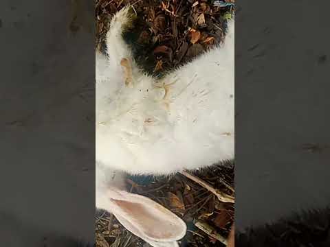 mora rabbit rip 😭😭😭🐰#viral #pet #tranding #animal #sad status