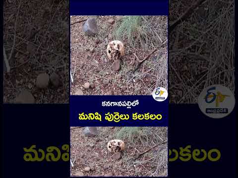 కనగానపల్లిలో మనిషి పుర్రెలు కలకలం #Kanaganapalli #HumanSkulls #SkullsFound