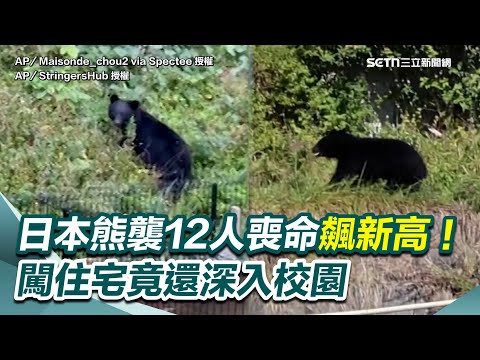 人心惶惶！日本熊襲今年12人喪命飆新高！熊出沒大搖大擺闖住宅 竟還深入校園！各級學校納熊應對措施｜三立新聞網 SETN.com