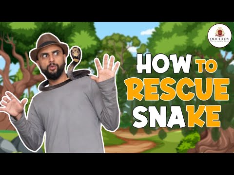 How To Rescue Snakes? | Snake Documentary | @OrchidsTheInternationalSchool