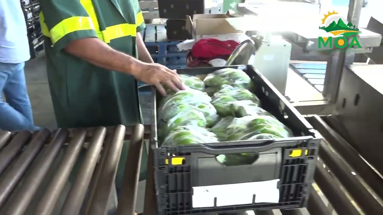 French Delegation Explores Saint Lucian Banana Market