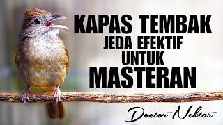 Download lagu KAPAS TEMBAK GACOR TEMBAKAN PANJANG DENGAN JEDA EFEKTIF UNTUK MASTERAN BURUNG KICAU MURAI BATU mp3 Download lagu KAPAS TEMBAK GACOR TEMBAKAN PANJANG DENGAN JEDA EFEKTIF UNTUK MASTERAN BURUNG KICAU MURAI BATU mp3