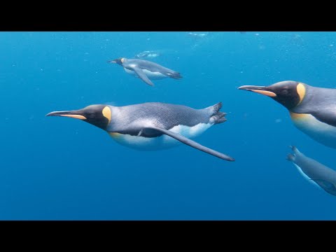 The BEST King Penguin underwater spectacle ever!
