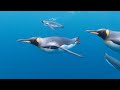 The BEST King Penguin Underwater Spectacle Ever
