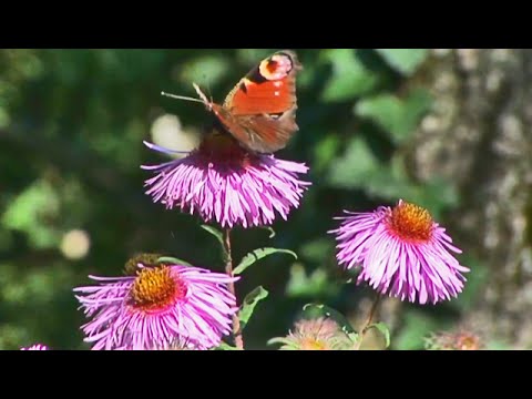 Der Wald – Das Wunder unserer Heimat (deutsch, HD, Reportage, kostenlos, komplette Doku)