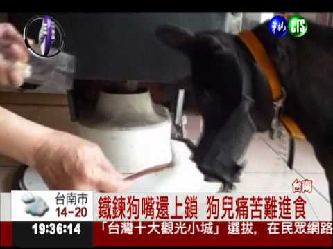 狗叫吵死人! 主人鐵鍊綁狗嘴