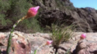 preview picture of video 'Scenes from Bobbejaansrivier - Bainskloof Bobbejaansrivier Hike'