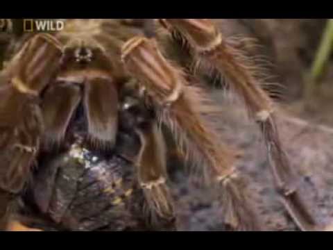 trippanosomatid parazita rovarok és pókok)