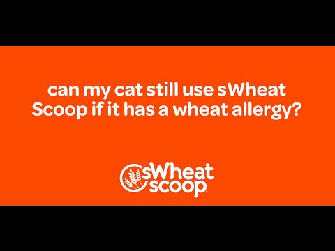can my cat still use sWheat Scoop if it has a wheat allergy?
