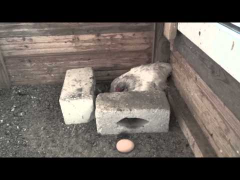 Krankes Huhn oder nicht?