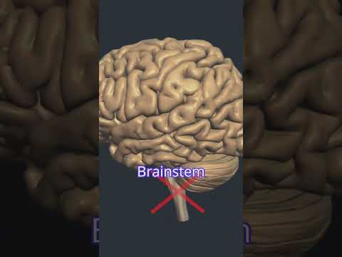Brain Stem Blood Supply & Brain Stem Death