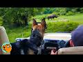 Brave German Shepherd Greets Wild Rhinos Every Day Cuddle Buddies