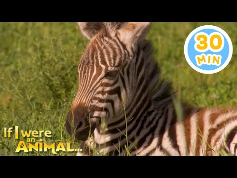 If I were a Zebra | Chicky's Playhouse | Kids Cartoons Collection
