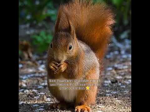 yt kaliteye sicmis#sjz #han #happyhanday #keşfet #ytdayibenionecikarnolur #fypシ #hanjisung