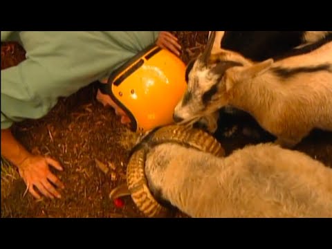 Zoboomafoo S01E24 Lids; featuring goats, sheep, owls and more!