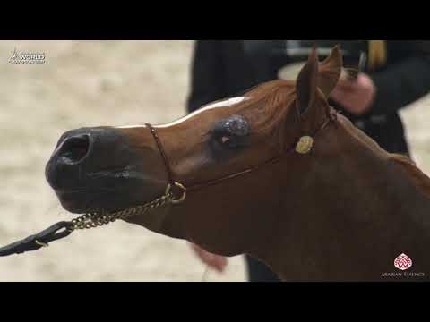 N 131 AVALON DESERT EAGLE   Paris 2019   Junior Colts Class 5B