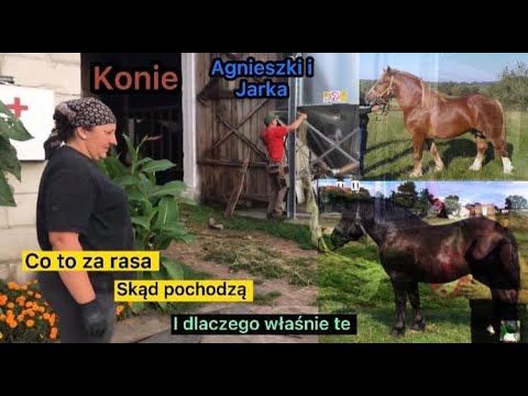 , title : 'Konie Agnieszki i Jarka skąd pochodzą co to za rasa i dlaczego te a nie inne Rolnicy Podlasie'