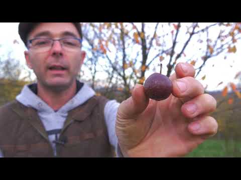 Tajna mog vrta ep. 42 12.11.2021. Oskoruša, mušmula, nar