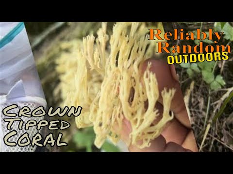 Coral Mushroom, Identify, Collect, and Cook