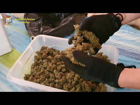 Livorno, blitz della GdF in un mega vivaio di marijuana  Lo stupefacente svrebbe fruttato oltre 2 mi