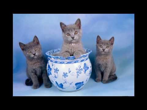 Chartreux Cat and Kittens | History of the French Historical Breed