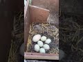 Indian Spotbill Duck Duck Gooseeggs Bird Goosefood Animal Goose Duckegg Nature Swan
