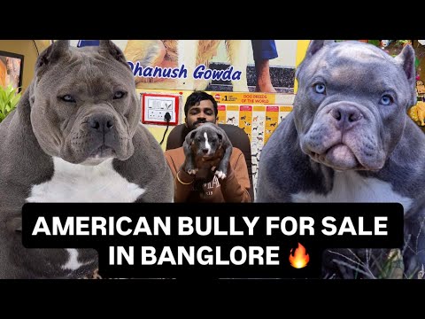 AMERICAN BULLY PUPPIES IN BANGLORE | 📞9353268076| DHANUSH GOWDA | #americanbully #banglore #puppies 