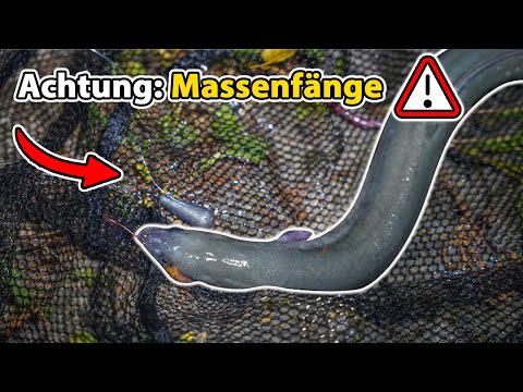 Eel fishing on the river | Mega efficient and goby-free