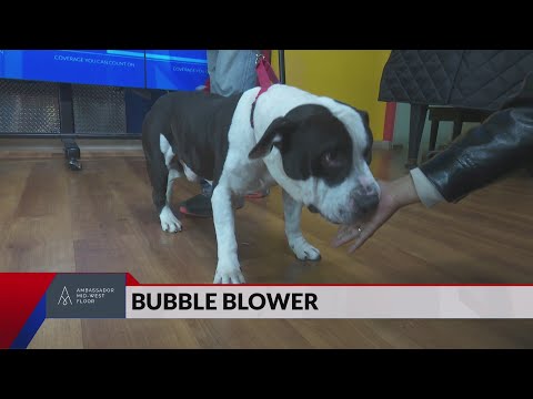 Pet of the Week: Bubble Blower the Dog - YouTube
