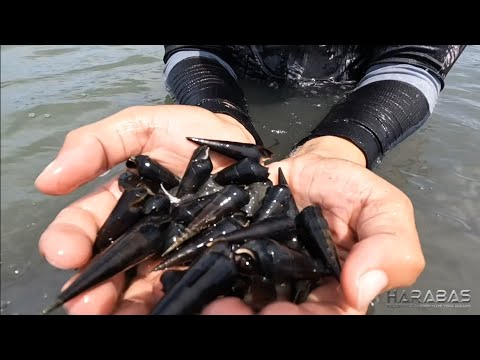 EP725-P1 - Bitanga Forage and Cook | Occ. Mindoro