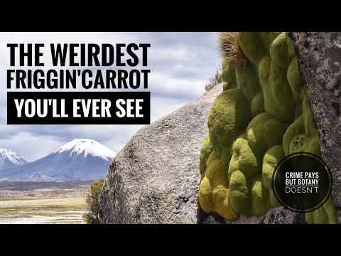 The Weirdest Friggin' Carrot You'll Ever See