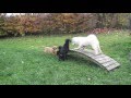 Samoyed 3 5 Month Old Play With Other Puppies On Dog Place