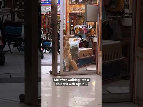 Track ID: Jerome x KYANU - Nowcredits: @mnmlstcat #techno #edm #funny #cat #viral