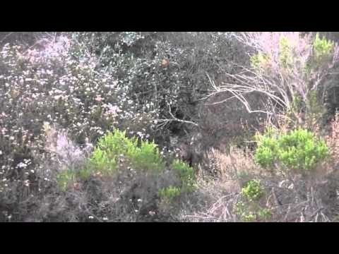 Crystal Cove Ravens & Bobcat